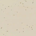 White Sand - 1708